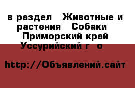  в раздел : Животные и растения » Собаки . Приморский край,Уссурийский г. о. 